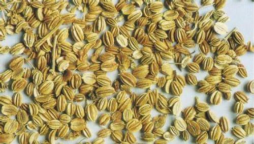 毛滴虫病的偏方