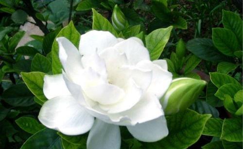 跟腱炎的偏方 跟腱炎的偏方