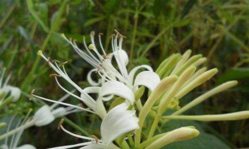 睾丸炎的偏方 睾丸炎的偏方