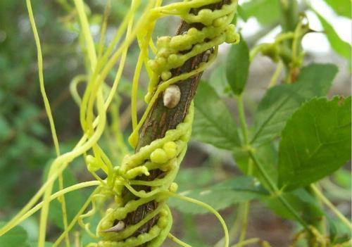 间质性肾炎的偏方