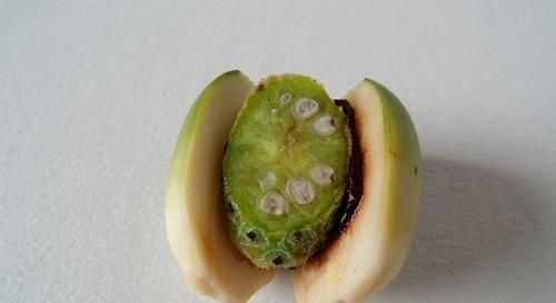 姜片虫病的偏方 姜片虫病的偏方