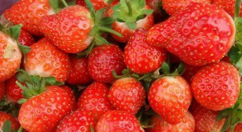 枯草热的偏方 枯草热的偏方