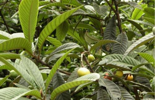 鼻子长痘的偏方