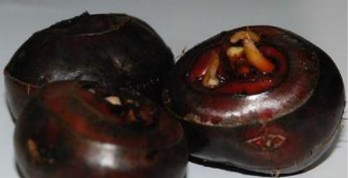 酒渣鼻的治疗偏方