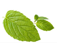 薄荷叶