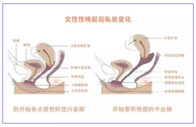 女生的yin道有多长