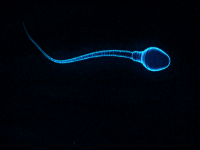 男性避孕药要来了吗？这几种避孕方法都该知道