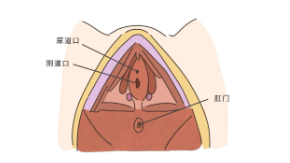 对方的身体构造