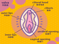 G点都知道吧！居然还有A点、U点、C点