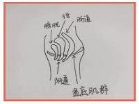 顺产后如何锻炼盆底肌防止漏尿