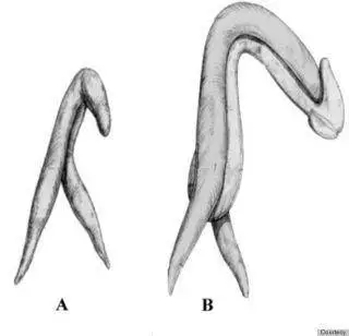 A为女性阴蒂结构，B为男性音茎结构