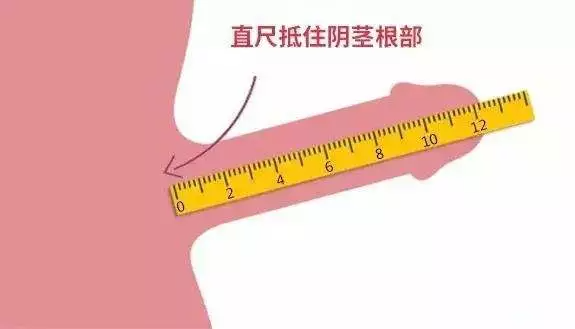 丁丁怎么量才是对的