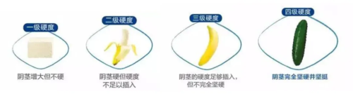 丁丁勃起硬度分为4个等级