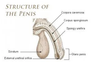 正常的勃起过程需要平滑肌的正常运作