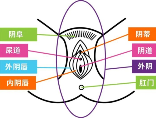 阴道和外阴的剖析