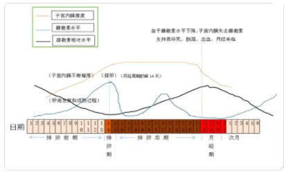 月经前为什么欲望会变得强烈