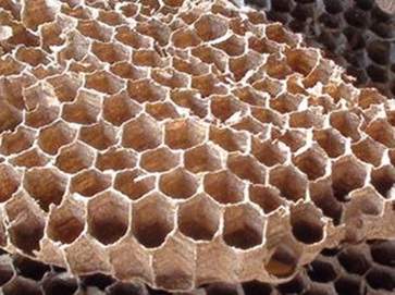 蜂房的功效与作用 蜂房的营养价值
