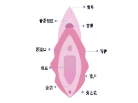 生理科普：阴道到底指什么？女人，请好好了解自己