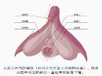 科普：阴蒂的那些事儿