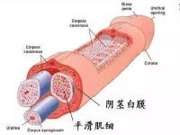 ＂小弟弟＂也来做锻炼让你的丁丁瞬间增大