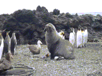 霍尊最爱的海狗丸真的能壮阳吗