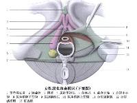 爱爱时女生下面的水是哪里分泌的 水少怎么办