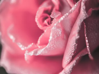 从粉到黑是不是做几次就会了？变黑真正的原因是这个