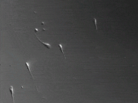 被女性卵子偏爱的精子长啥样？光游得快没用…