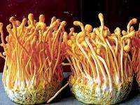 营养价值丰富的金虫草竟然有这么多功效！