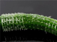 狼牙套有什么作用呢?狼牙套使用方法图解