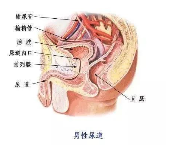 男性的尿道