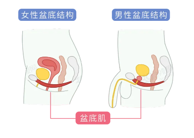 为什么要锻炼盆底肌
