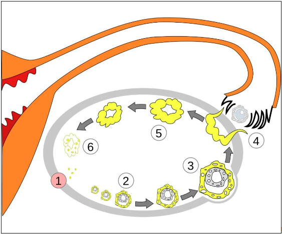 黄体到底是什么
