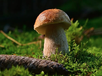 每天吃菌菇，好处竟然这么多