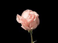 发生关系时女生为何总叫出声