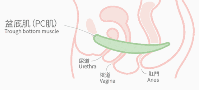 锻炼盆底肌