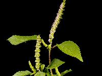 月经提前7天正常吗 月经提前怎么调理