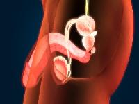 男生做春梦为什么会遗精? 遗精是白色液体黏黏的吗?