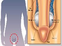 阴茎勃起13厘米算短吗? 阴茎硬的时间不长是怎么回事?