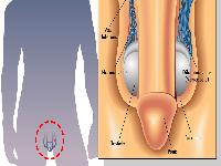 导致肾亏早泄的原因有哪些
