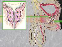 经常熬夜会患上阳痿吗？日常如何保健预防阳痿？
