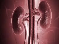 男人吃什么食物补肾壮阳 导致男人肾虚的原因